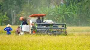 An Giang dự báo mặn xâm nhập sâu vào nội đồng, nguy cơ ảnh hưởng đến cây trồng