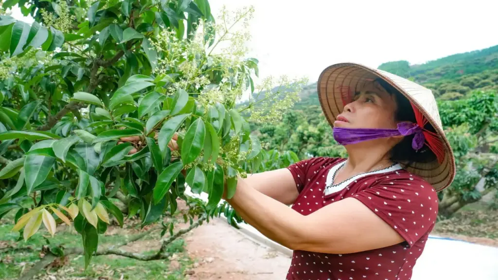 'Chăm cây hơn chăm con', nông dân vẫn lo mất mùa vải thiều