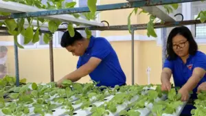 Chỉ với 130 m&sup2;, cô gái trồng rau bán 55.000/kg vẫn không đủ hàng