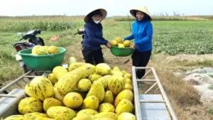 Dân làng thu hoạch 10 tấn dưa giúp người phụ nữ gãy chân