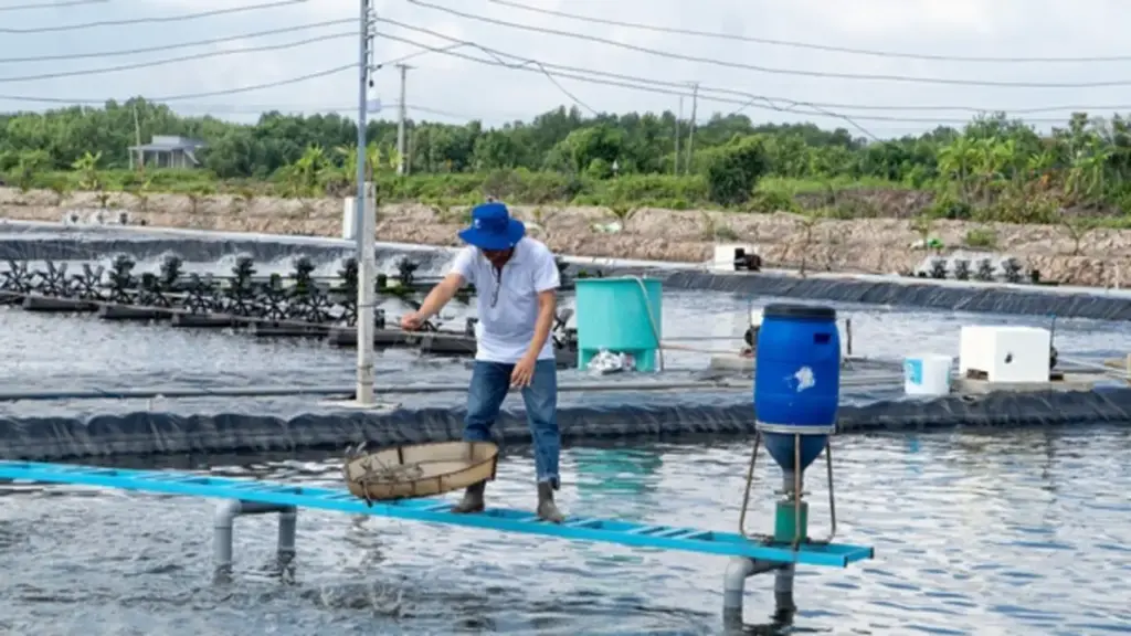 Doanh nghiệp thủy sản Cà Mau đã được tháo gỡ về giám sát vùng nuôi