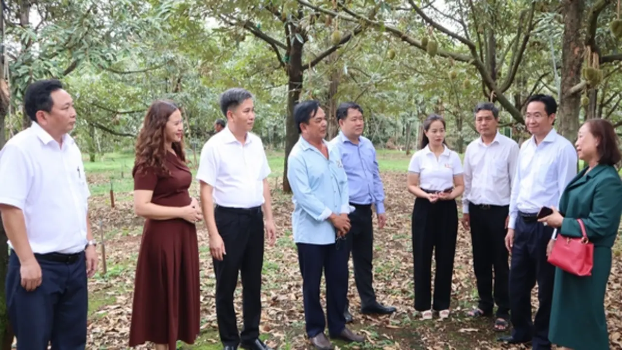 Đồng Nai: Kết nối, xây dựng chuỗi liên kết bền vững cho 'vua của các loại trái cây'