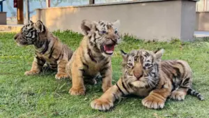 Hổ Bengal tại vườn thú FLC Quy Nhơn sinh 3 hổ con xinh xắn