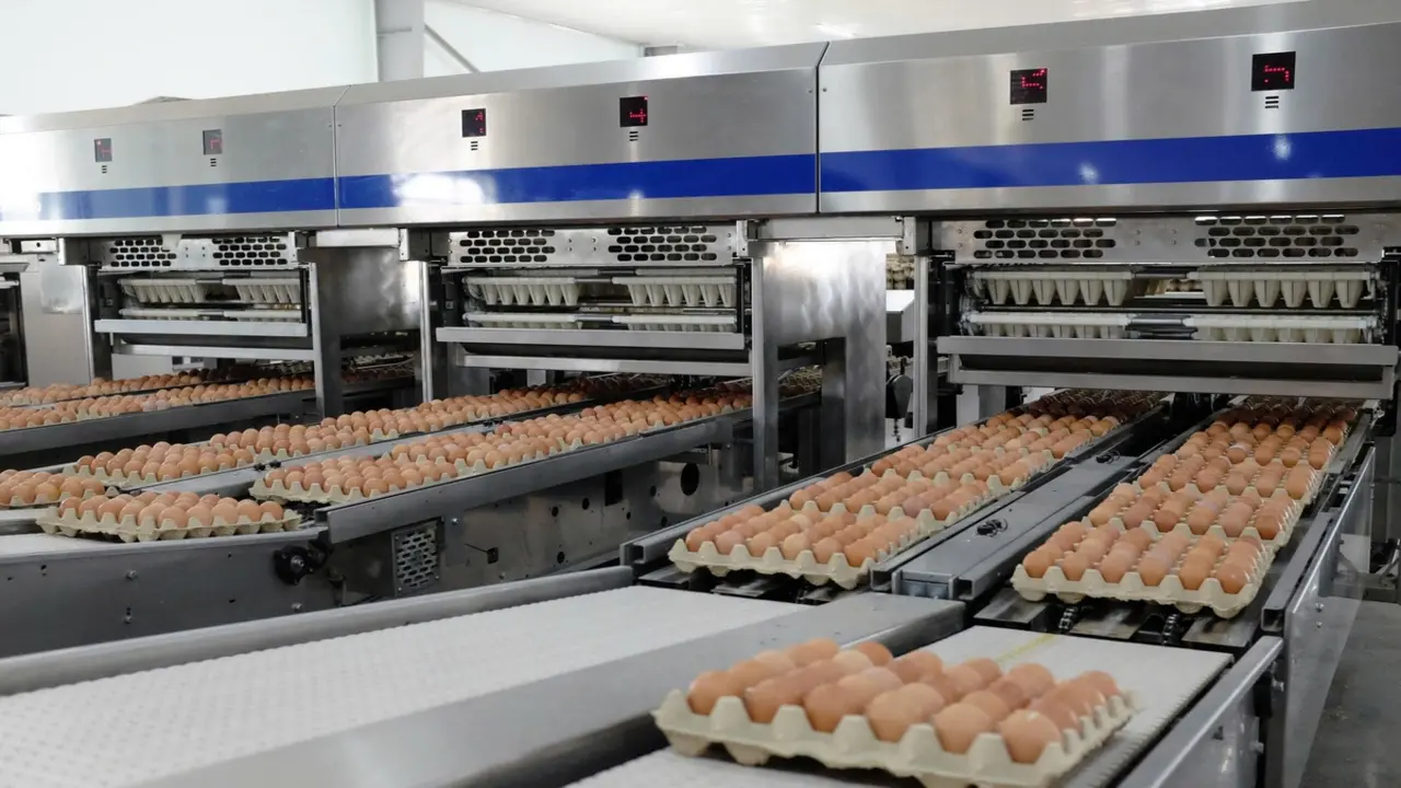 Hòa Phát kiếm bộn tiền từ chăn nuôi heo, gà, chi trả hàng nghìn tỉ cổ tức bằng tiền mặt