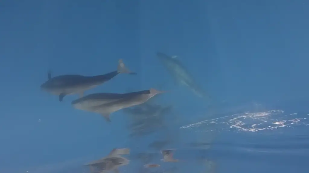 Khoảnh khắc kỳ diệu bắt gặp gần 100 con cá voi bơi qua vùng biển Phú Quý