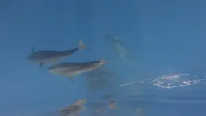 Khoảnh khắc kỳ diệu bắt gặp gần 100 con cá voi bơi qua vùng biển Phú Quý