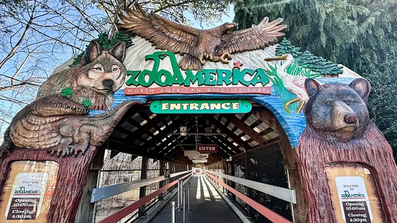 Mải dùng điện thoại, bố mẹ để con 17 tháng tuổi bò vào gần chuồng sói