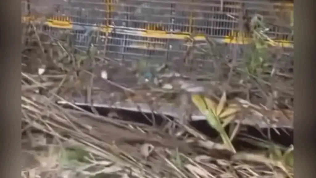 Máy xúc trúng đậm bão cá bên bờ sông