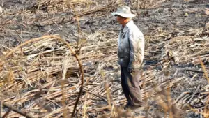 Nắng nóng, đồng mía cháy liên tiếp, nông dân thiệt hại nặng