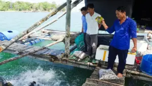 Người dân đảo Hải Tặc 'phất lên" nhờ nuôi cá lồng bè trên biển