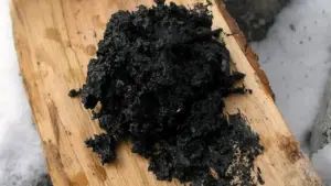 Người Neanderthal biết chế tạo dược phẩm từ 200.000 năm trước?