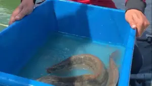 Nuôi 'sâm nước' miền Tây, mỗi năm lợi nhuận gần nửa tỉ đồng