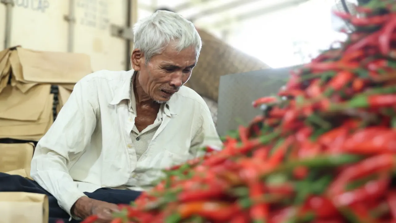 Ớt rớt giá còn 5.000 đồng/kg, nông dân Quảng Ngãi lao đao