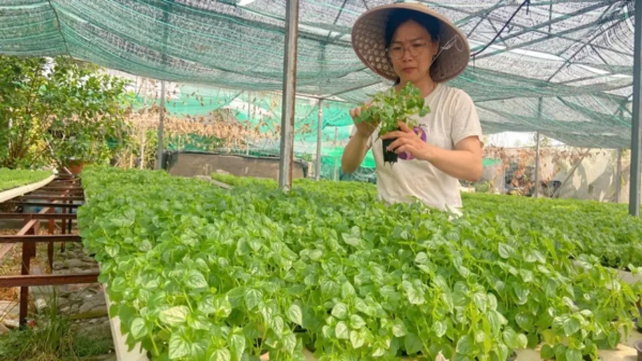 Rời văn phòng, nữ cán bộ khởi nghiệp với 2.000 m&sup2; rau thủy canh