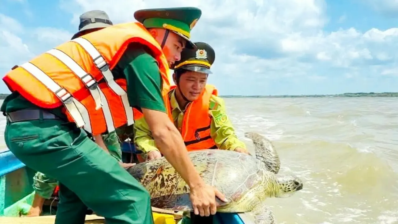 Thả rùa biển hơn 60 kg về tự nhiên