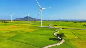 Vẻ đẹp của 'cây cô đơn' giữa cánh đồng điện gió Đầm Nại