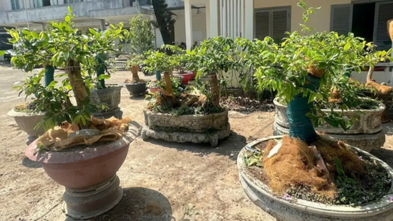 Vụ 42 cây mai vàng ở Côn Đảo: Khi nào phải chứng minh hồ sơ lâm sản?